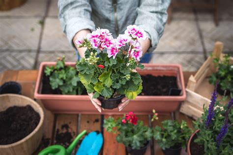 Mains plantant des jeunes géraniums dans une jardinière