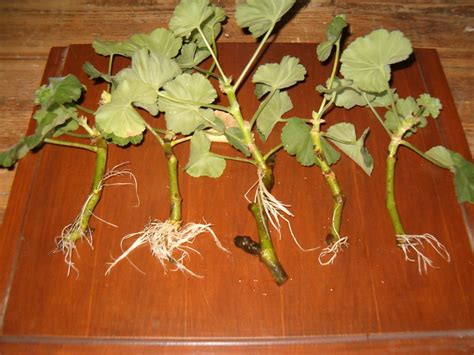 Boutures de géraniums enracinées dans des petits pots