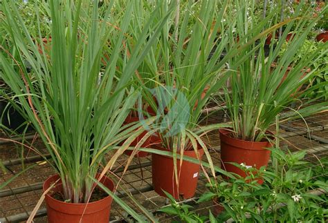 Exemple de géranium citronnelle en pot en plein soleil