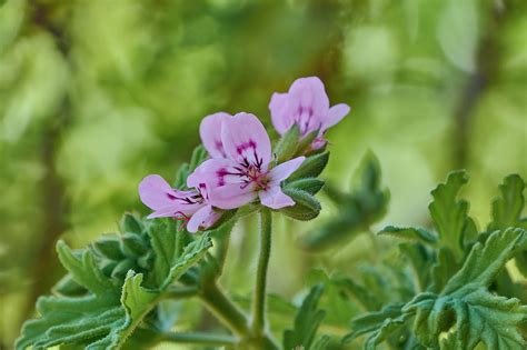 Infographie sur les différentes utilisations du géranium citronnelle