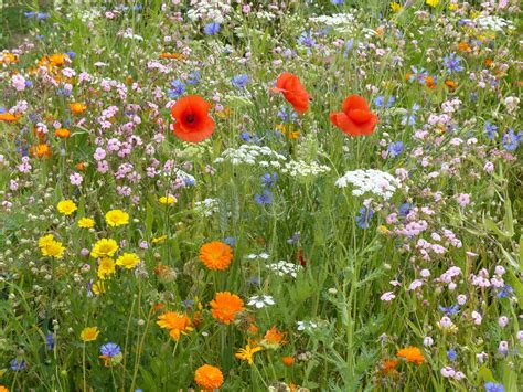 prairie fleurie à Pau pour la biodiversité