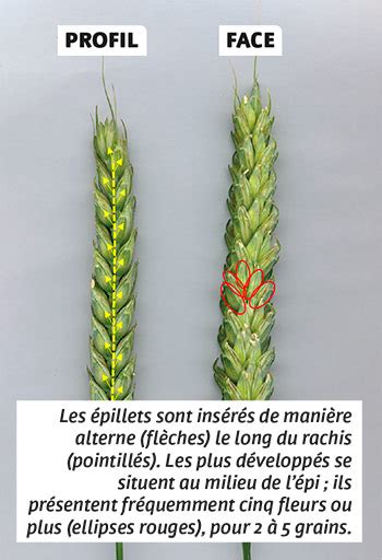 Comparaison entre un épi de maïs sain et un épi affecté par la sécheresse
