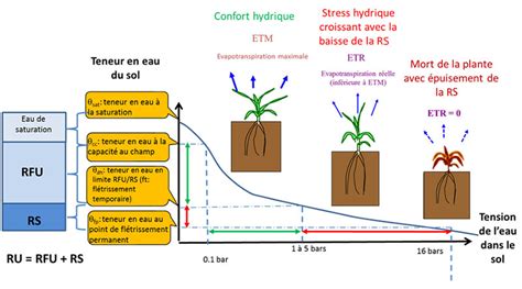 Infographie sur l'impact du stress hydrique sur le développement du maïs