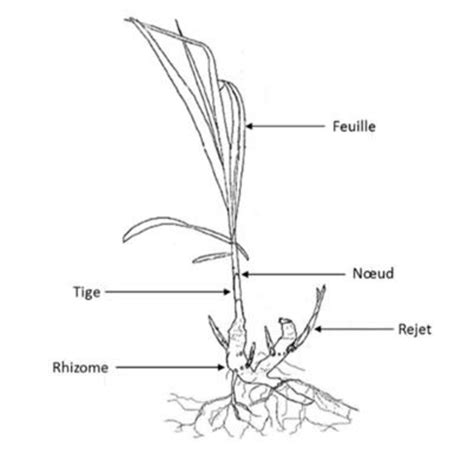 Schéma morphologique d'Aculops lycopersici