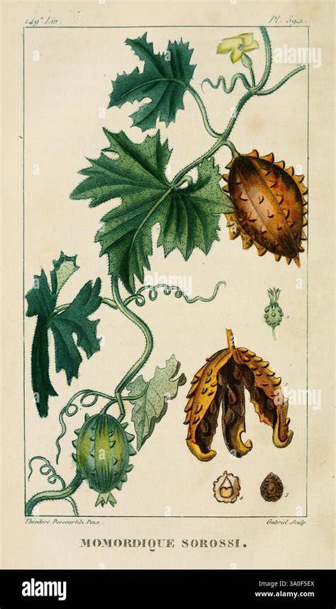 Illustration de la Momordica charantia avec ses fruits et ses feuilles