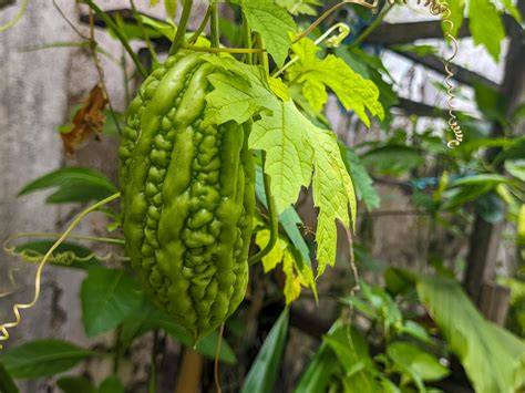 Infographie sur le processus de récolte des fruits de Momordica charantia