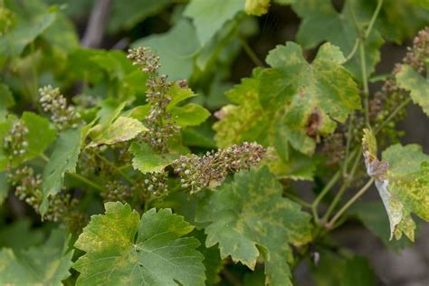 Vignoble touché par le mildiou
