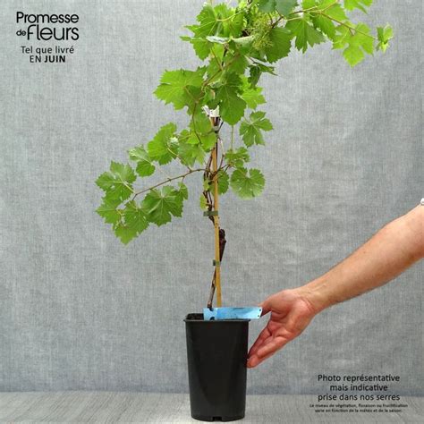 Graines d'Ampelia Perdin