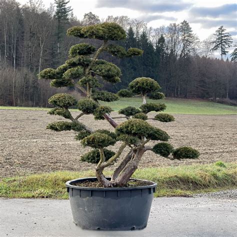 Exemple de niwaki, épicéa pugens taillé en nuage