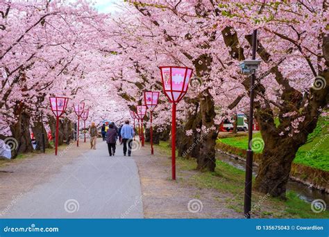 Sakura en pleine floraison au Royal Grand Hall au Japon