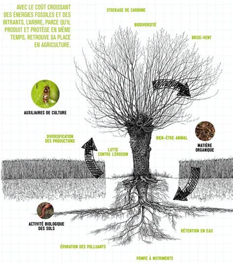Illustration de Florence Mont, conceptrice de permaculture
