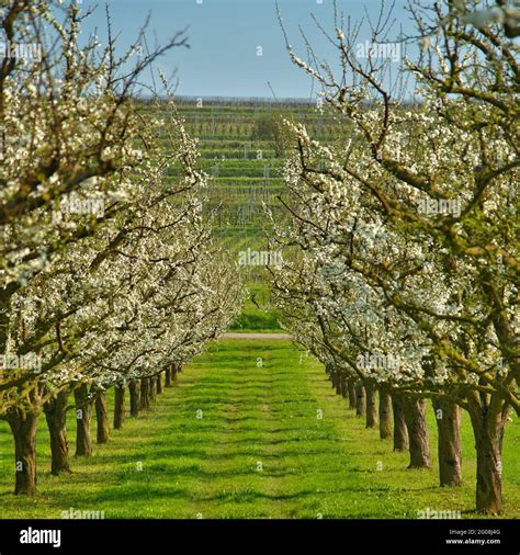Verger fruitier en fleurs au printemps
