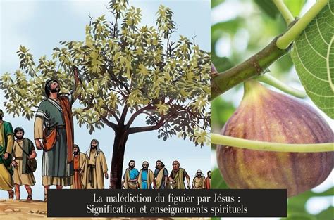 Chronologie et géographie de la malédiction du figuier