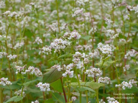 Graines de sarrasin et plante en fleurs