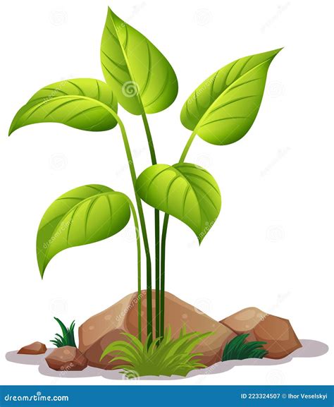 Illustration d'une plante d'avoine rude
