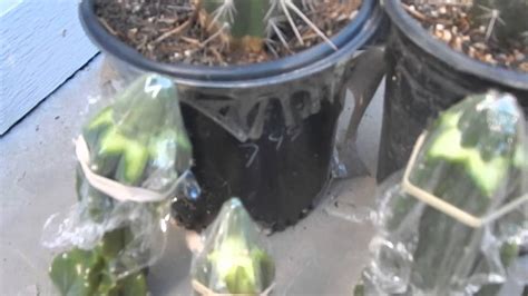 Grafting Peyote on Trichocereus