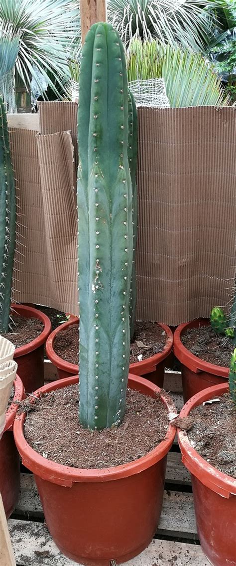 Trichocereus Pachanoi cactus
