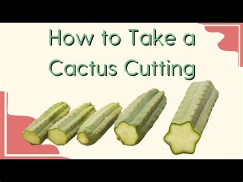 San Pedro cactus cutting