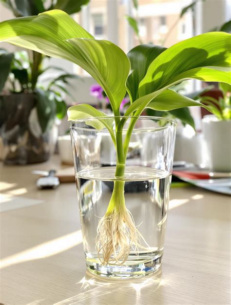 Illustration d'une bouture de fleur coupée dans un verre d'eau