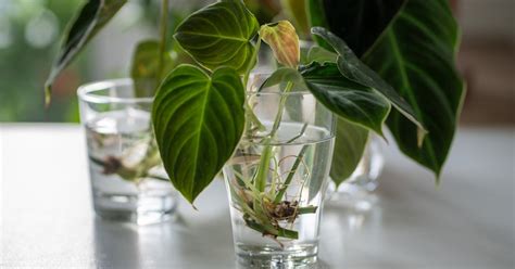 Photo de boutures enracinées prêtes à être repiquées