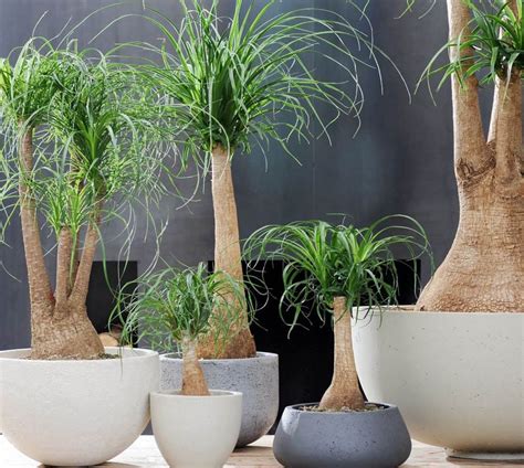 Diversité des plantes d'intérieur et des compositions florales