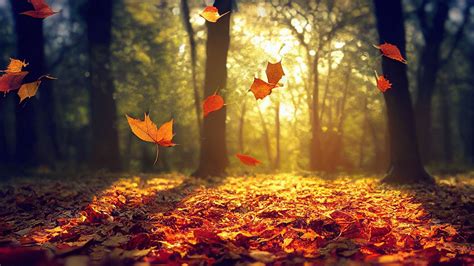 Scènes automnales urbaines, montrant des feuilles colorées sur un trottoir ou un petit arbre de ville