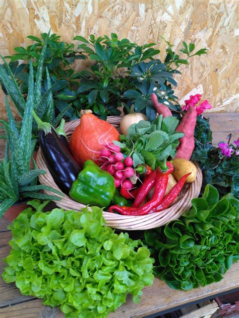 Récoltes automnales abondantes : paniers de courges, pommes, etc.
