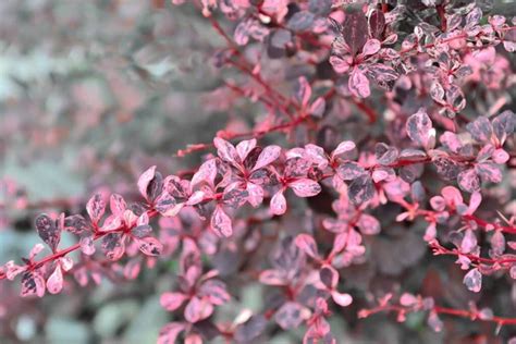 Épine-vinette aux feuilles pourpres et baies rouges en automne