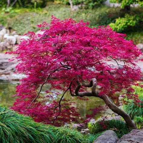 Érable du Japon rougeoyant en plein soleil d'automne
