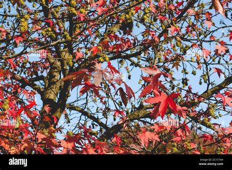Feuillage flamboyant du Liquidambar aux couleurs multiples