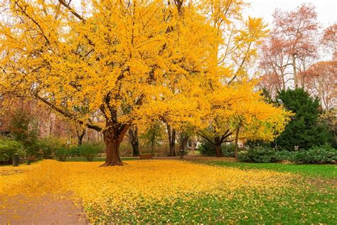 Feuillage doré et iconique du Ginkgo Biloba en automne