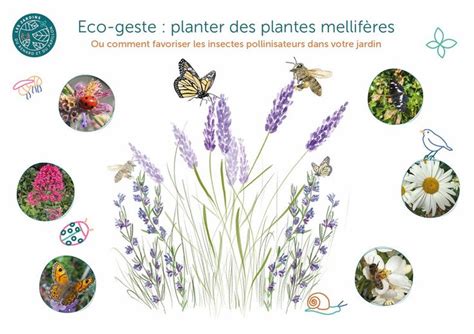 Infographie sur les différentes variétés de plantes mellifères.