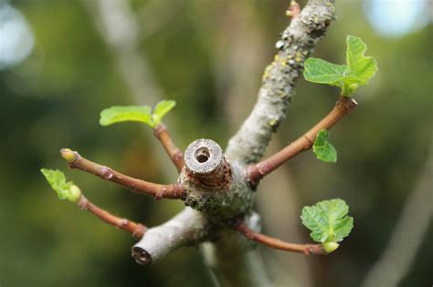 Jeunes pousses d'arbres