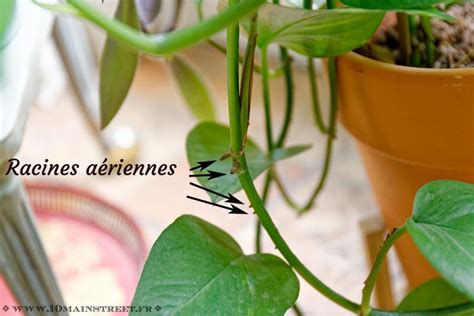 Pothos avec des racines aériennes visibles sur la tige