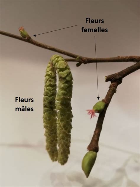 Schéma des fleurs mâles et femelles du noisetier