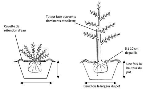 Schéma de plantation d'un arbuste avec indication du trou et de la motte