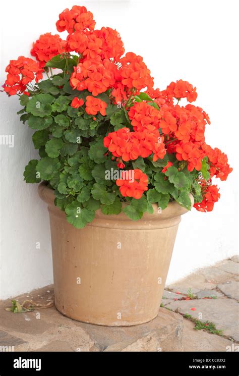 Géraniums rouges éclatants en pot