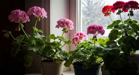 Diversité des géraniums et pelargoniums