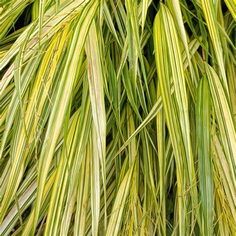 Gros plan sur le feuillage panaché d'Hakonechloa macra 'Aureola' avec des teintes automnales