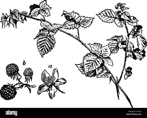 Illustration d'une ronce avec ses fruits et épines