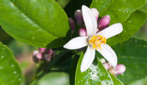Citronnier en fleurs dans un verger méditerranéen