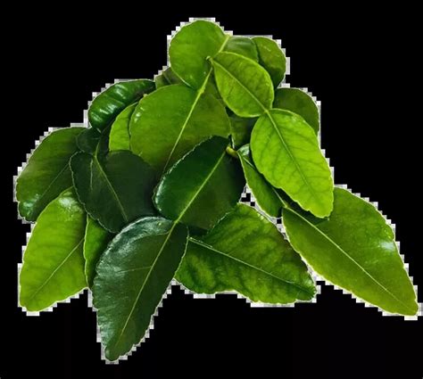 Feuilles de citronnier vert clair