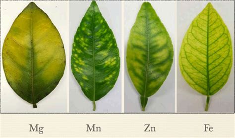Tableau des carences nutritionnelles du citronnier