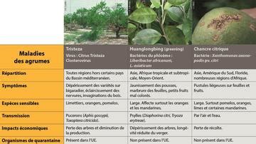 Impact des maladies virales sur les agrumes