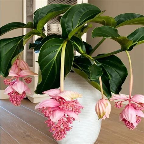 Medinilla magnifica en pleine floraison dans un intérieur lumineux