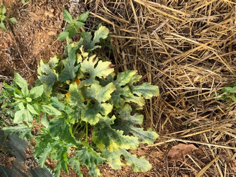 Image d'une courgette en pleine terre avec un paillage de fumier composté