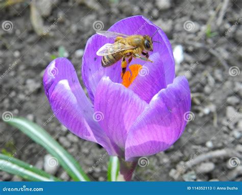 Abeille sur une fleur de crocus