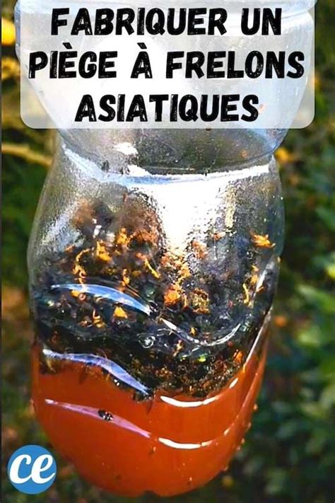 Piège à frelon asiatique fait maison