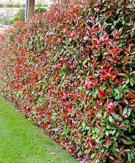 Haie de Photinia 'Red Robin' bien taillée