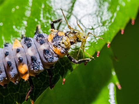 Larve de coccinelle dévorant un puceron